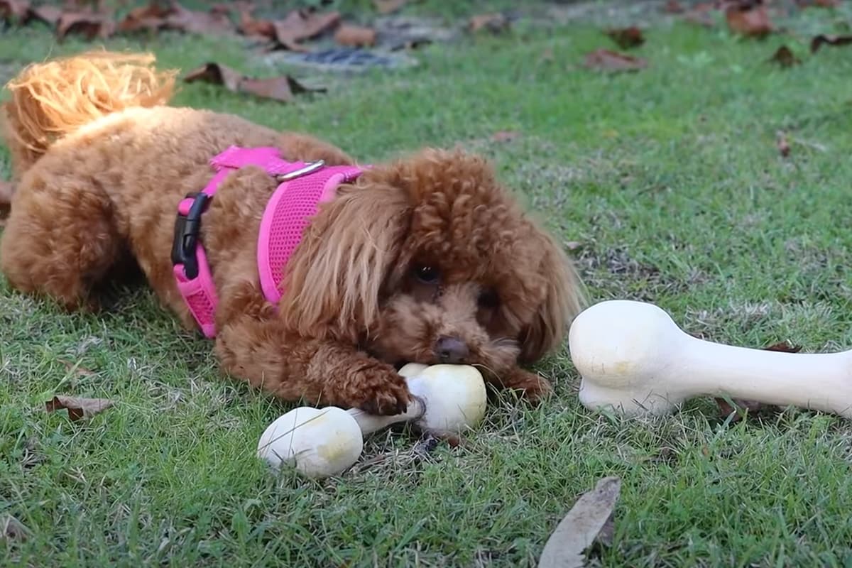 Arbortech Wooden Dog Toy