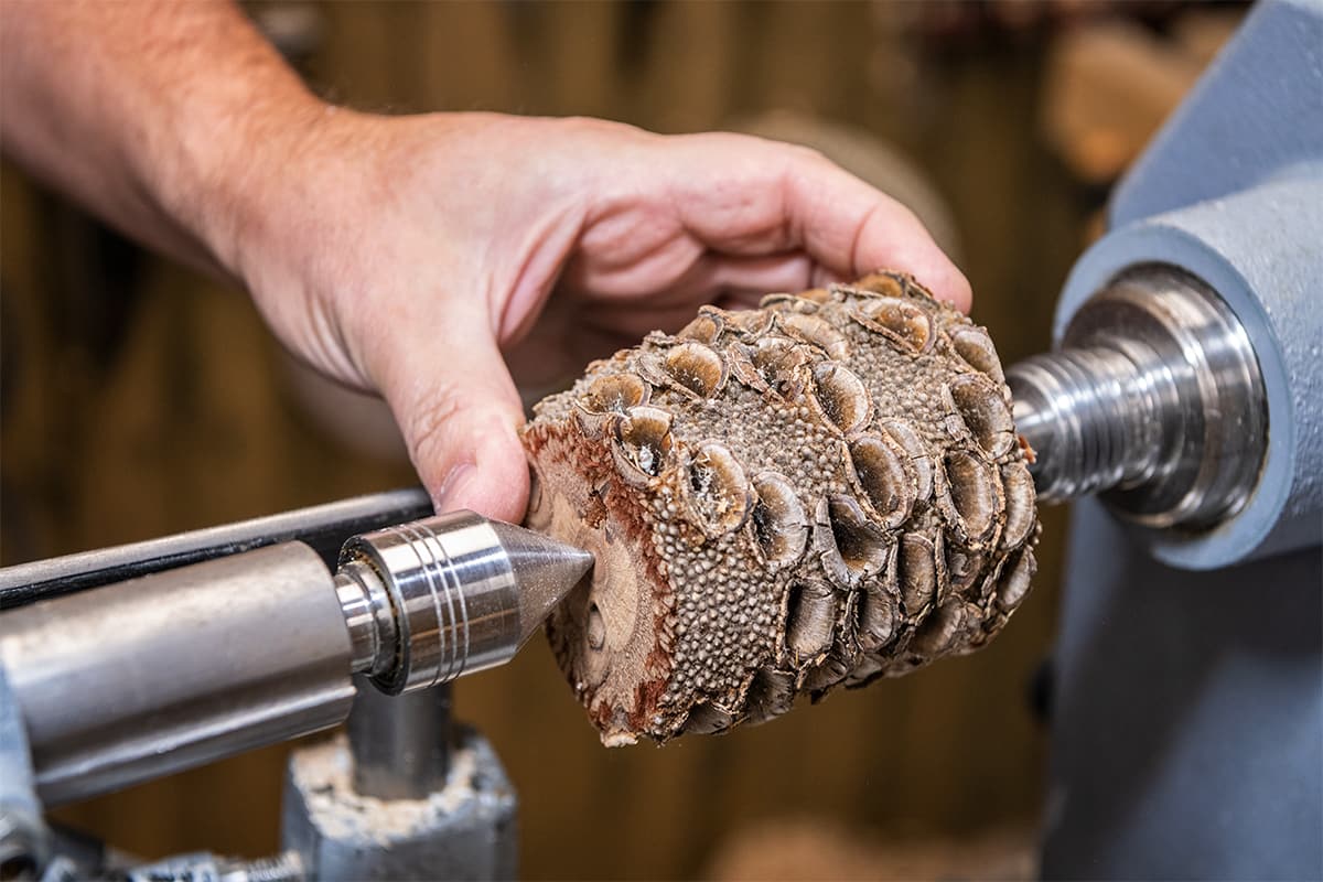 Turning Materials | Banksia Nuts